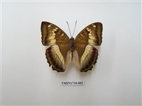 藏品(窄帶綠蛺蝶)的圖片